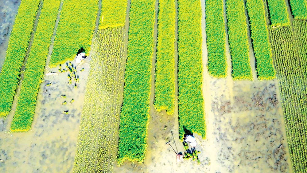 Một ruộng lúa công nghệ cao ở tỉnh Giang Tô, Trung Quốc