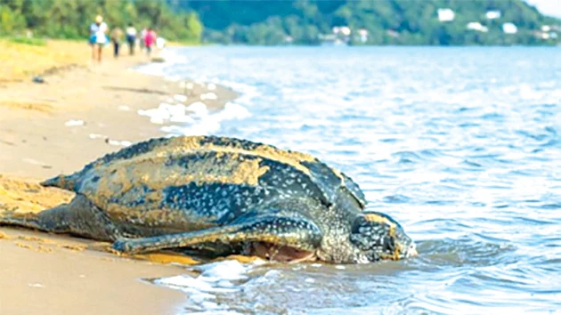 Tổ rùa biển quý hiếm tại Ecuador