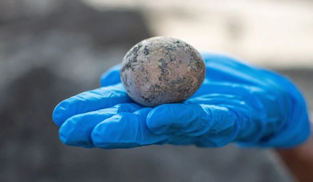 Quả trứng gà 1.000 năm tuổi. Nguồn: Cơ quan Cổ vật Israel