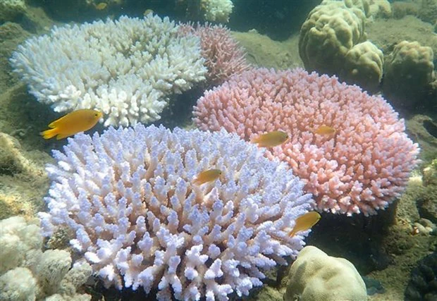 Rạn san hô Great Barrier ở đảo Orpheus, Australia. Ảnh: TTXVN