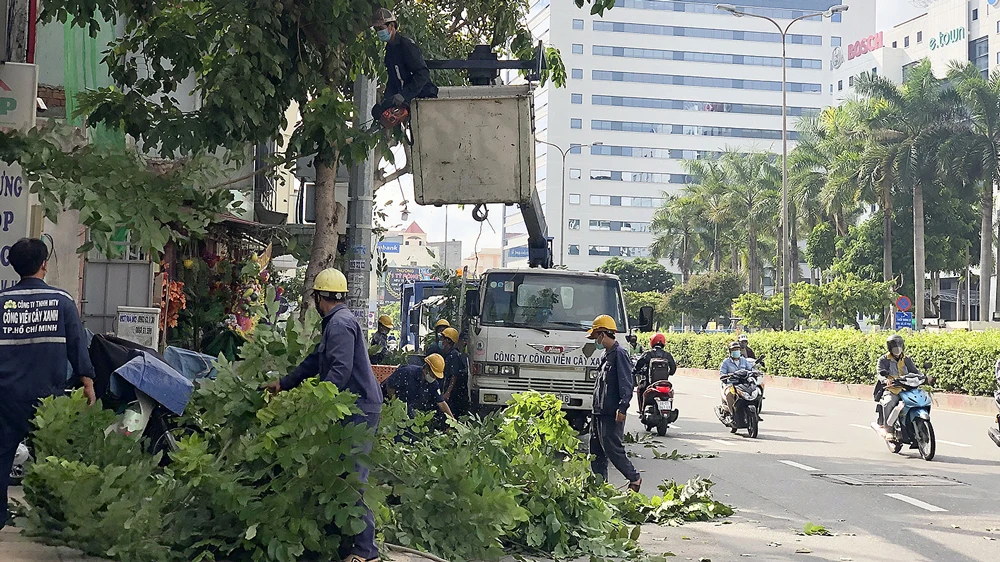 Nhân viên Công ty TNHH MTV Công viên Cây xanh TPHCM đang cắt tỉa cây trên đường Cộng Hòa (quận Tân Bình) 