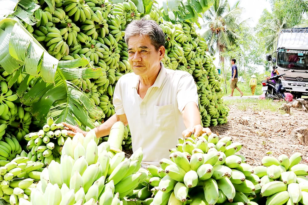 Cây chuối vùng đệm U Minh Thượng giúp nông dân tăng thu nhập