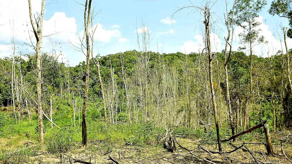 Khu vực rừng bị chết khô hàng loạt tại Vĩnh Sơn (huyện Vĩnh Thạnh, Bình Định). Ảnh: NGỌC OAI