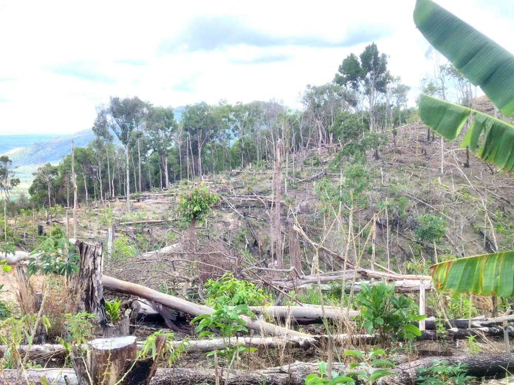 Rừng ở huyện Ia Grai, tỉnh Gia Lai bị tàn phá. Ảnh: HỮU PHÚC