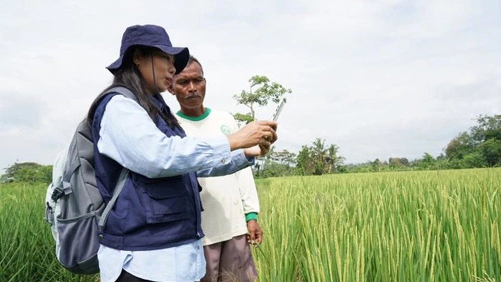 Một nhân viên khuyến nông thu thập dữ liệu nông nghiệp trên thiết bị di động tại Bali, Indonesia