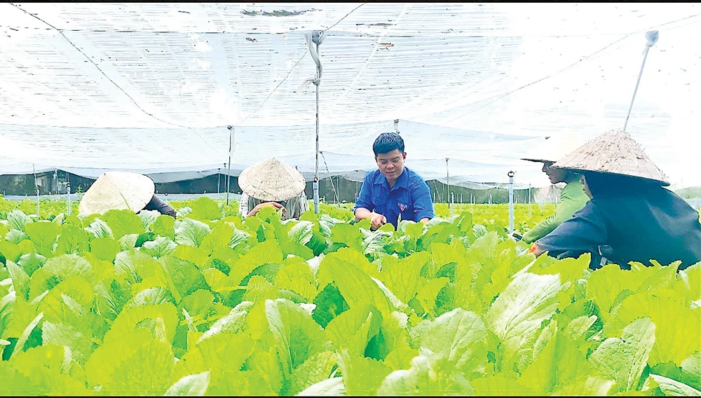 Anh Trần Văn Tam hướng dẫn công nhân (Trang trại Trồng rau ăn lá, huyện Củ Chi, TPHCM) thu hoạch rau đúng cách