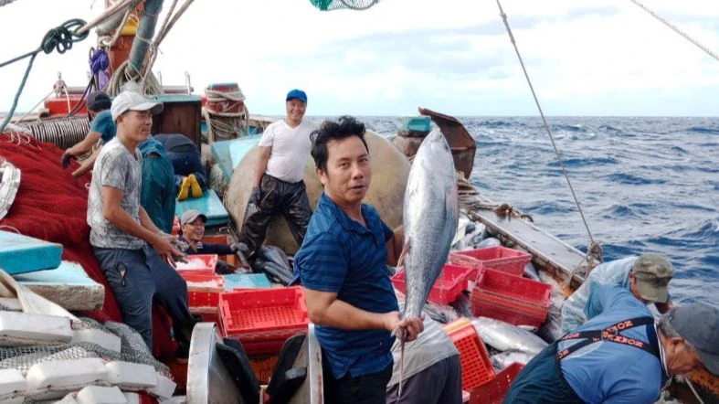 Một ngư dân Quảng Bình trúng luồng cá ngừ hơn 10 tỷ đồng