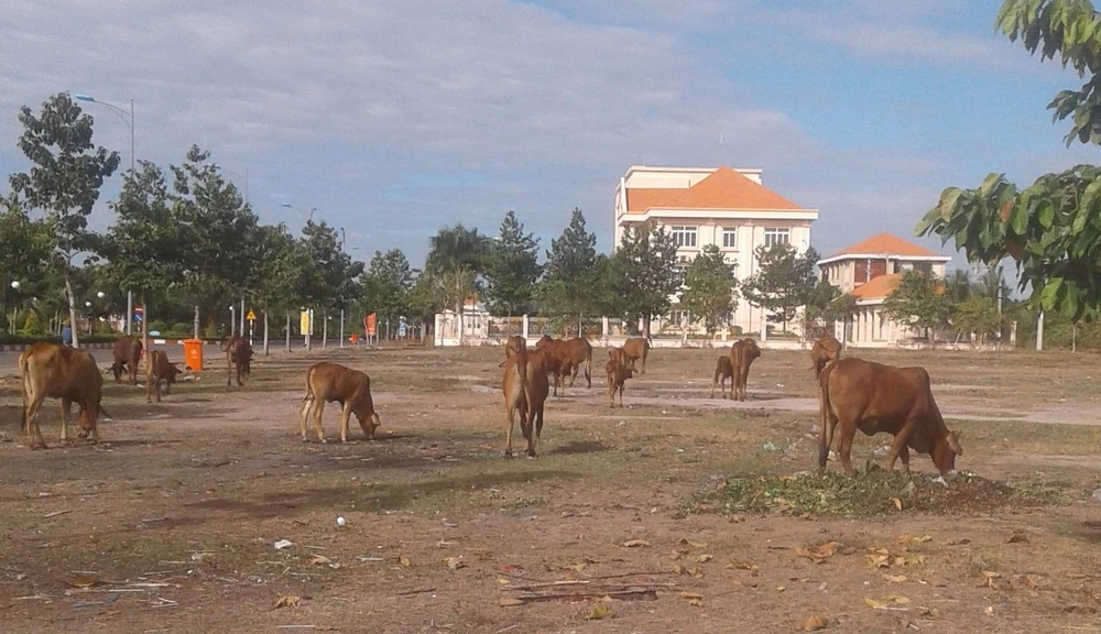 Chăn thả bò ở khu trung tâm hành chính huyện 