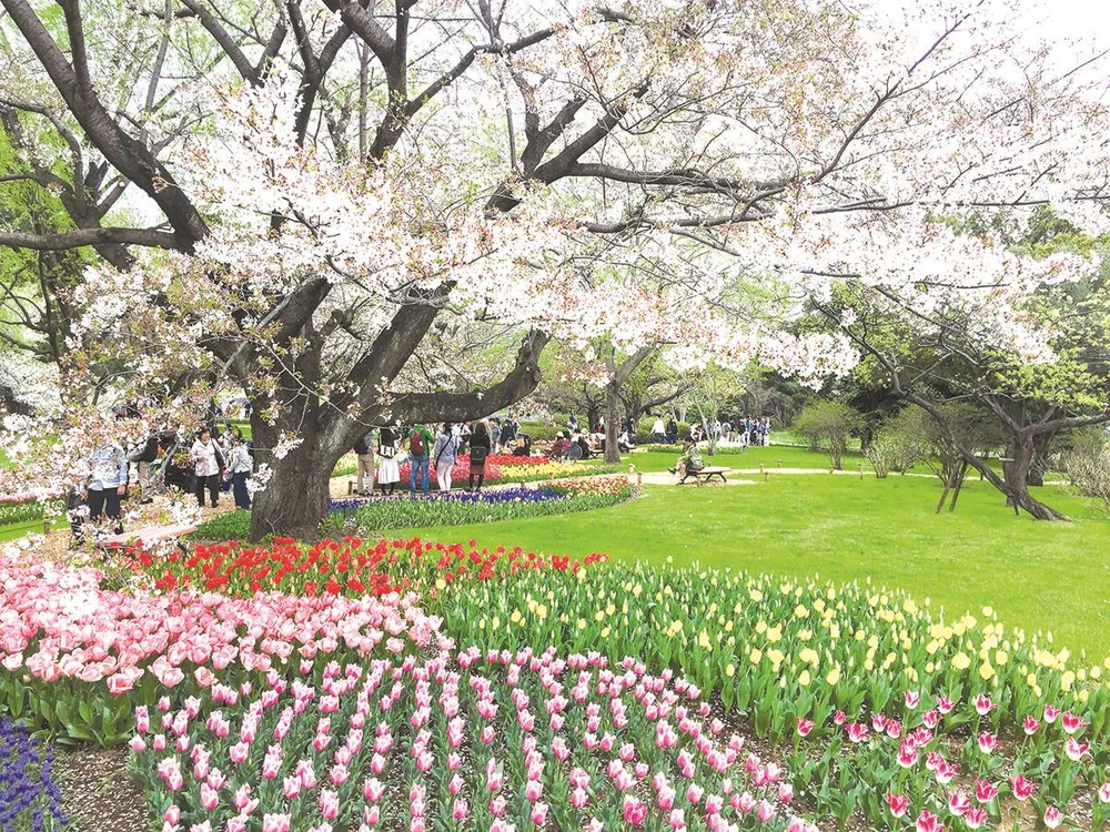 Công viên Showa Kinen tràn ngập sắc hoa