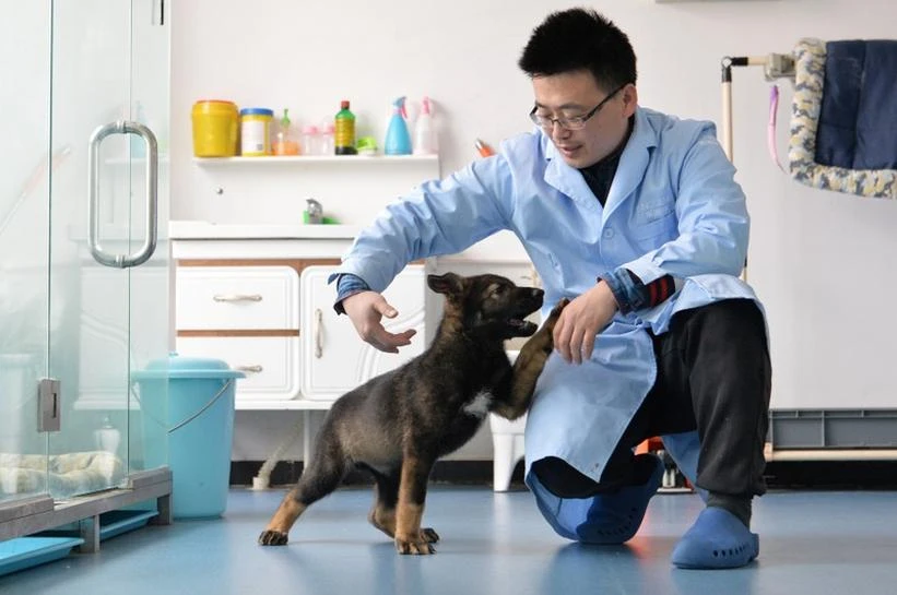 Chú chó nhân bản vô tính Kunxun tương tác với một nhà nghiên cứu ở Bắc Kinh, Trung Quốc, ngày 22-2. Ảnh: CHINA DAILY