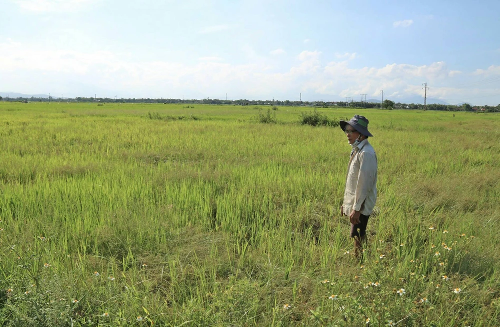 Ông Nguyễn Thanh Cơ buồn rầu nhìn 3 sào ruộng lúa gần 1 tháng tuổi của mình ngả màu vàng úa do thiếu nước. Ảnh: NGỌC PHÚC