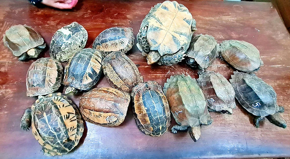 Phát hiện vụ vận chuyển 15 cá thể rùa 