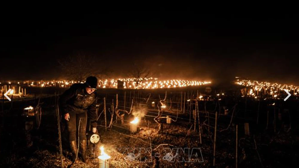 Nông dân thắp nến chống sương giá tại vườn nho ở gần Chablis, Burgundy, Pháp ngày 7-4-2021. Ảnh: TTXVN