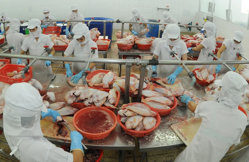 Chế biến cá điêu hồng tại Công ty CP Kinh doanh thủy hải sản Sài Gòn. Ảnh: CAO THĂNG