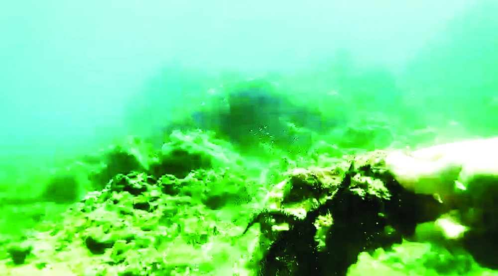 Hình ảnh cắt từ clip người dân cung cấp rạn san hô vịnh Quy Nhơn bị tàn phá
