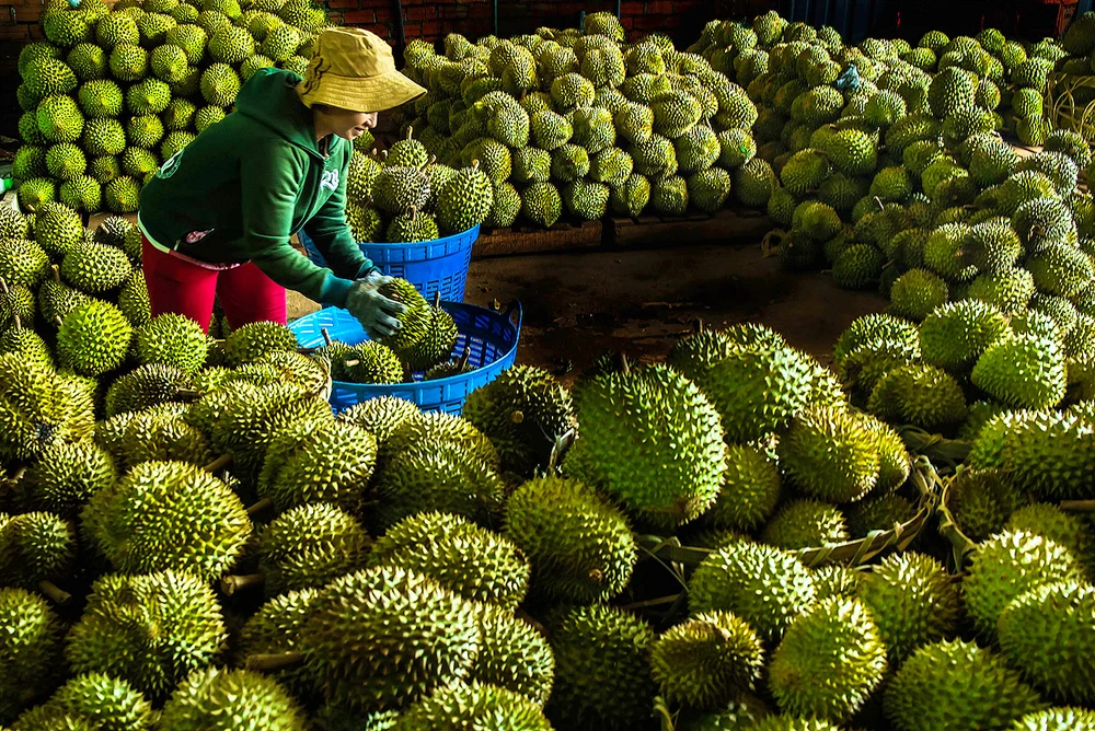 Sầu riêng là một trong những trái cây chủ lực ở TP Long Khánh. Ảnh: VĂN HỢP
