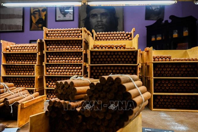 Đóng gói xì gà tại nhà máy Cohiba ở Havana, Cuba, ngày 8-9-2022. Ảnh: AFP/TTXVN