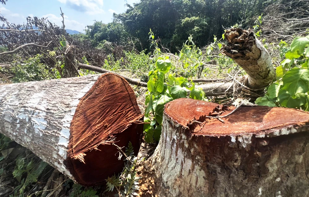 Gốc cây sao đen 19 năm tuổi thuộc rừng phòng hộ huyện Vĩnh Thạnh (Bình Định) bị cưa hạ 