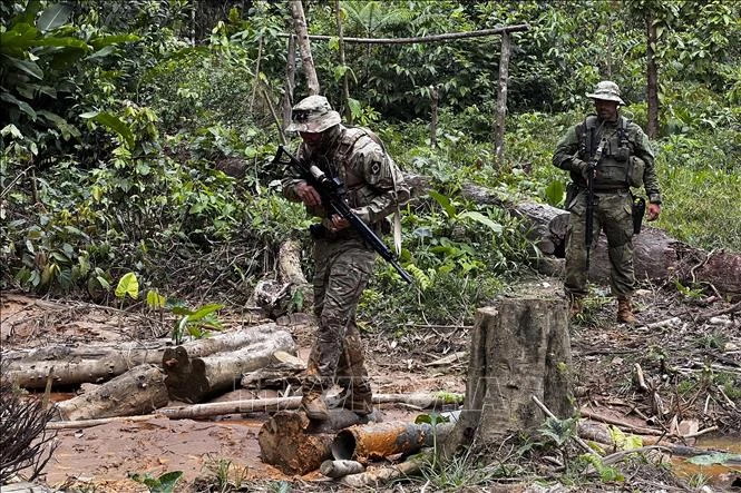 Brazil củng cố cam kết xóa bỏ nạn phá rừng. Ảnh: AFP/TTXVN