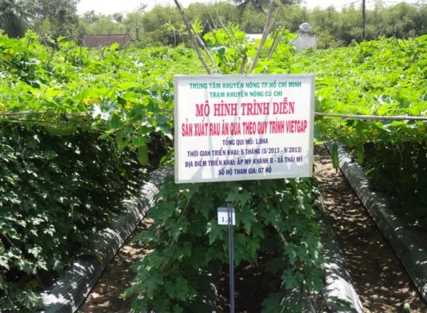  Mô hình sản xuất rau ăn quả theo quy trình VietGAP tại xã Thái Mỹ, huyện Củ Chi