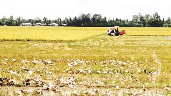 Vựa lúa ĐBSCL chịu thiệt hại do thiếu phù sa và hạn mặn