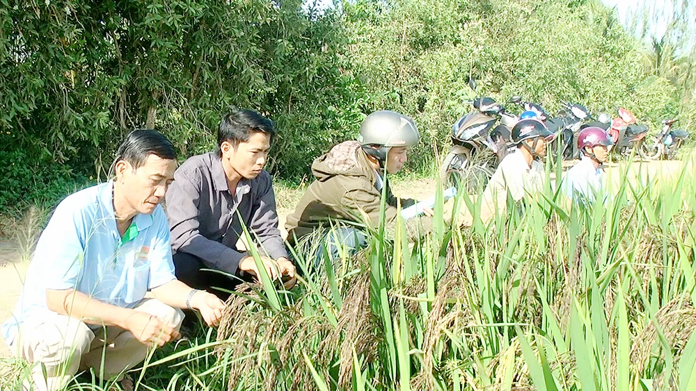 HTX Dịch vụ nông nghiệp Tân Cường (xã Phú Cường, huyện Tam Nông, tỉnh Đồng Tháp) có vùng lúa nguyên liệu áp dụng quy trình sản xuất an toàn Ảnh: TRẦN TRỌNG TRUNG