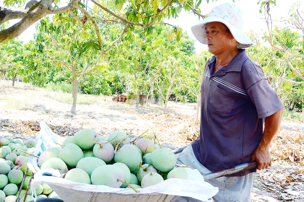 Người dân Cam Lâm thu hoạch xoài Úc