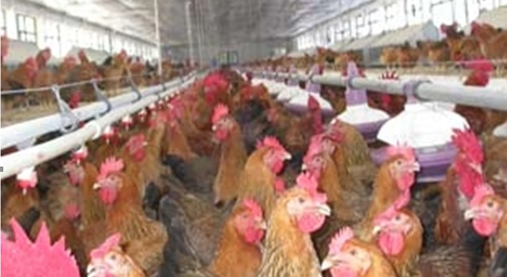 Hình thức nuôi gà công nghiệp