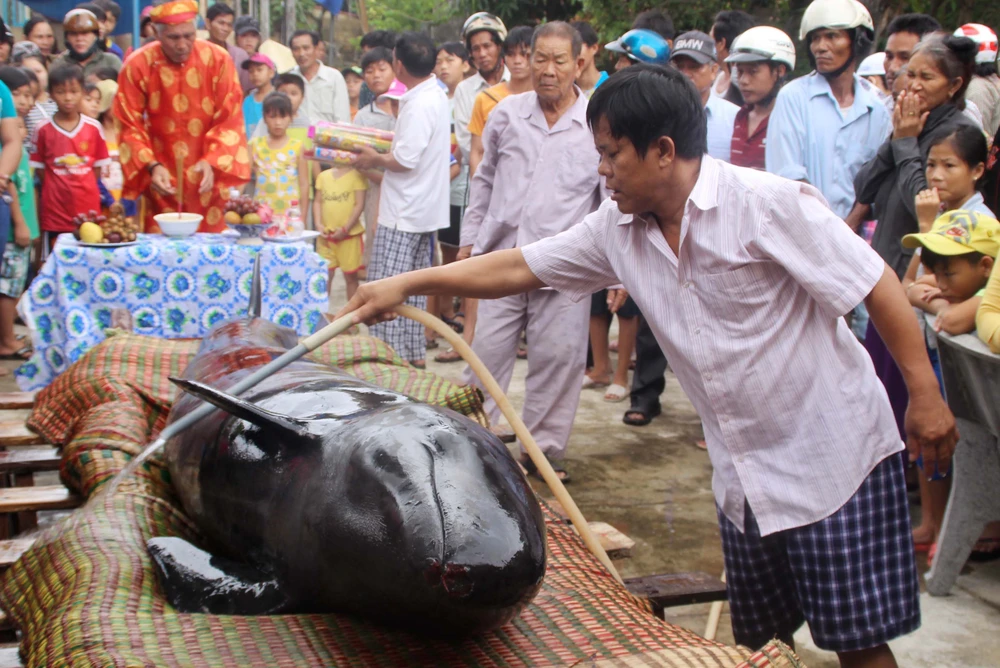  Cá voi vẫn còn thở, kêu và được đặt tại Vạn đầm Lăng Ông thôn Trung Lương chờ ngừng thở để mai táng theo phong tục làng biển.