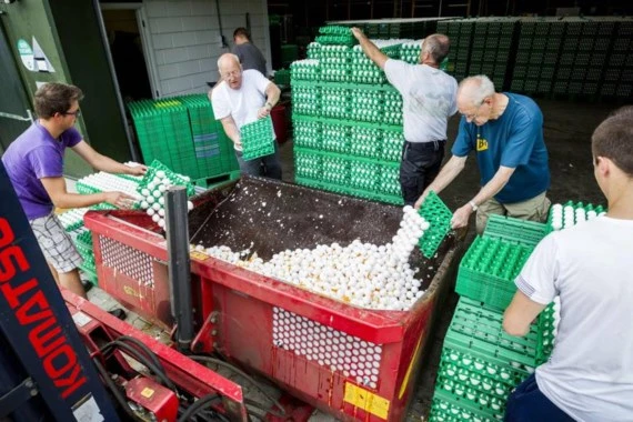 Nông dân đổ bỏ trứng tại trại gia cầm ở Onstwedde, Hà Lan, sau khi cơ quan y tế xác định trứng nhiễm thuốc trừ sâu Fipronil. Ảnh: ANP