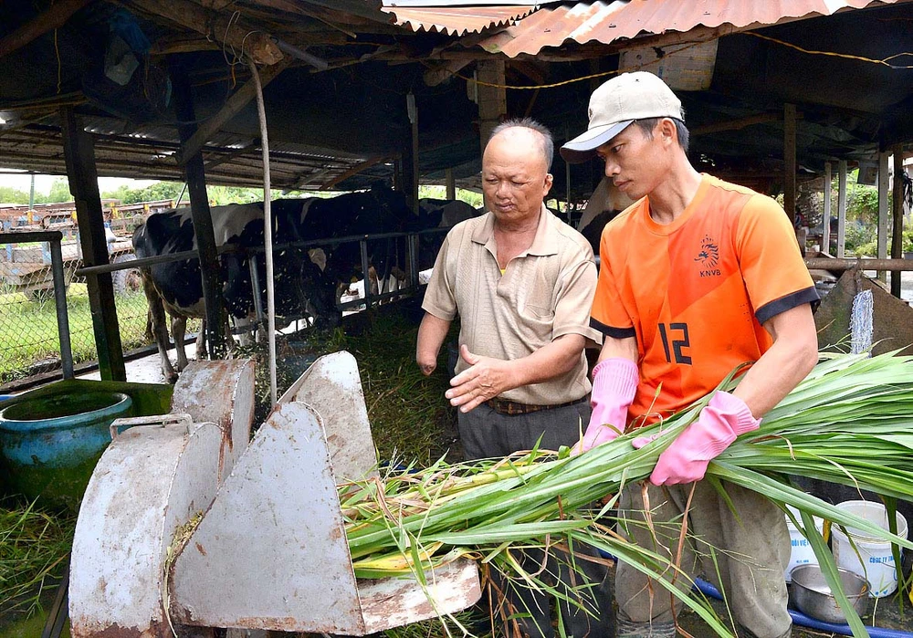 Thương binh Nguyễn Văn Nù (ngụ huyện Củ Chi, TPHCM) hướng dẫn con trai sơ chế cỏ cho đàn bò sữa . Ảnh: VIỆT DŨNG