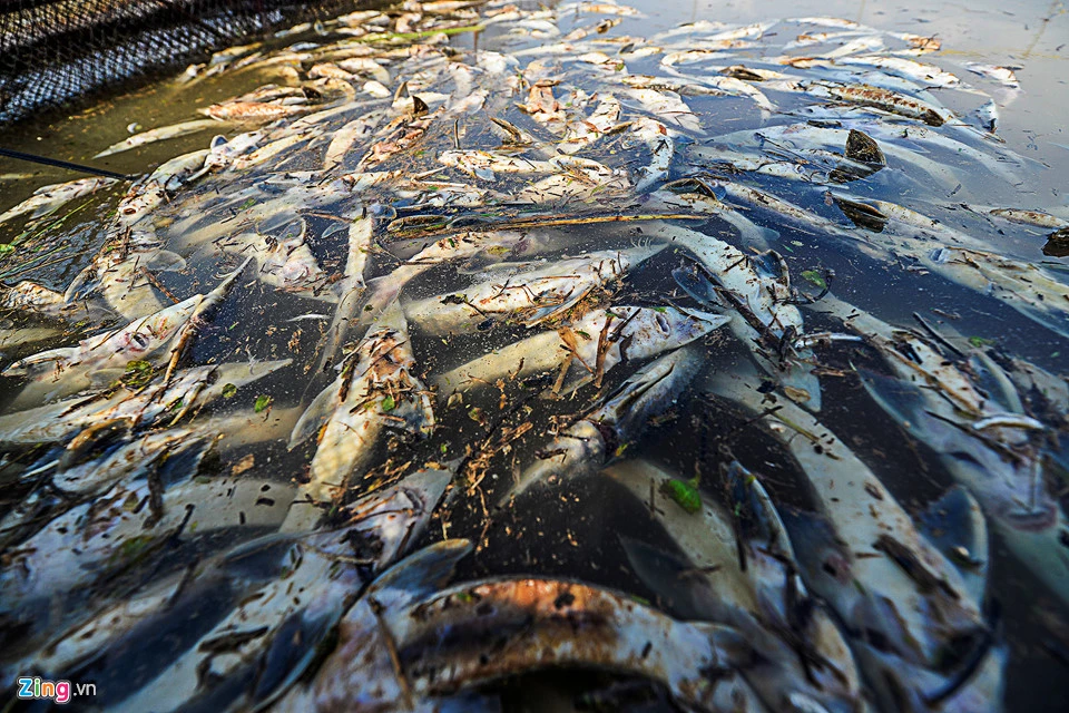 Thủy điện Hòa Bình xả lũ, hàng chục tấn cá tầm chết sát ngày thu hoạch