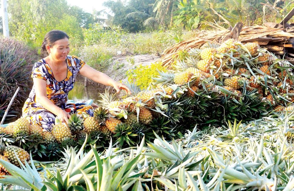 Khóm Cầu Đúc - một lựa chọn của nông dân Hậu Giang để thích ứng với biến đổi khí hậu ở vùng giáp ranh mặn Ảnh: CAO PHONG
