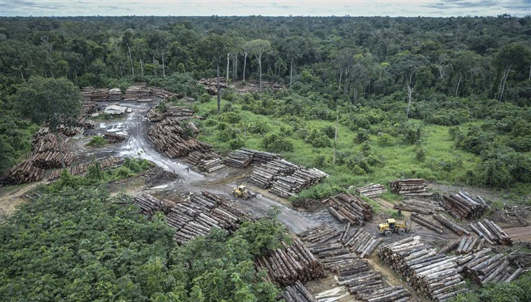 Rừng Amazon lại bị tàn phá
