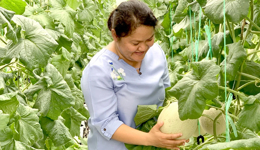  Mô hình trồng dưa lưới sạch cho năng suất thu hoạch và giá trị gia tăng cao tại Đông Thạnh, huyện Hóc Môn.