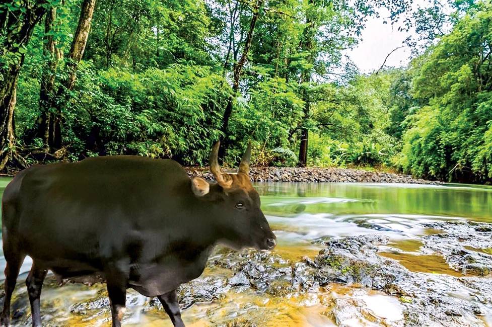  Bò tót F1 tại Vườn quốc gia Phước Bình khỏe mạnh sau thời gian được chăm sóc. 