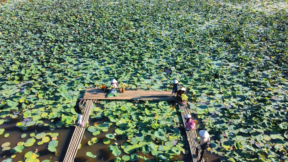 Sen trắng đặc trưng của cố đô Huế được Diệu Huyền trồng thành công tại các hồ nước di sản Huế.