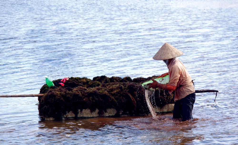 Phụ nữ đang vớt rong câu lên bè xốp để mang vào bờ phơi.
