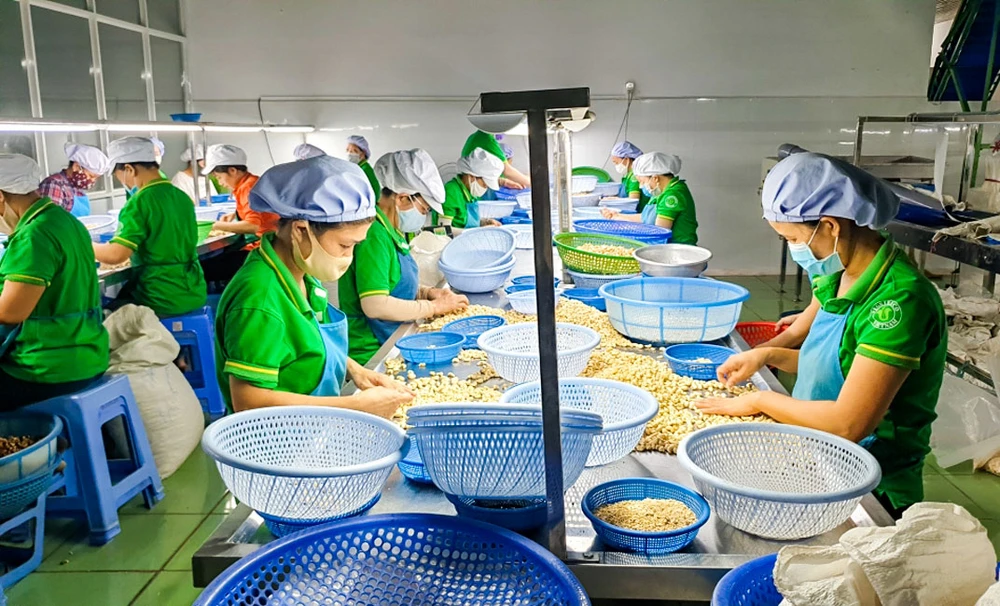 Chế biến hạt điều xuất khẩu tại Bình Phước. 