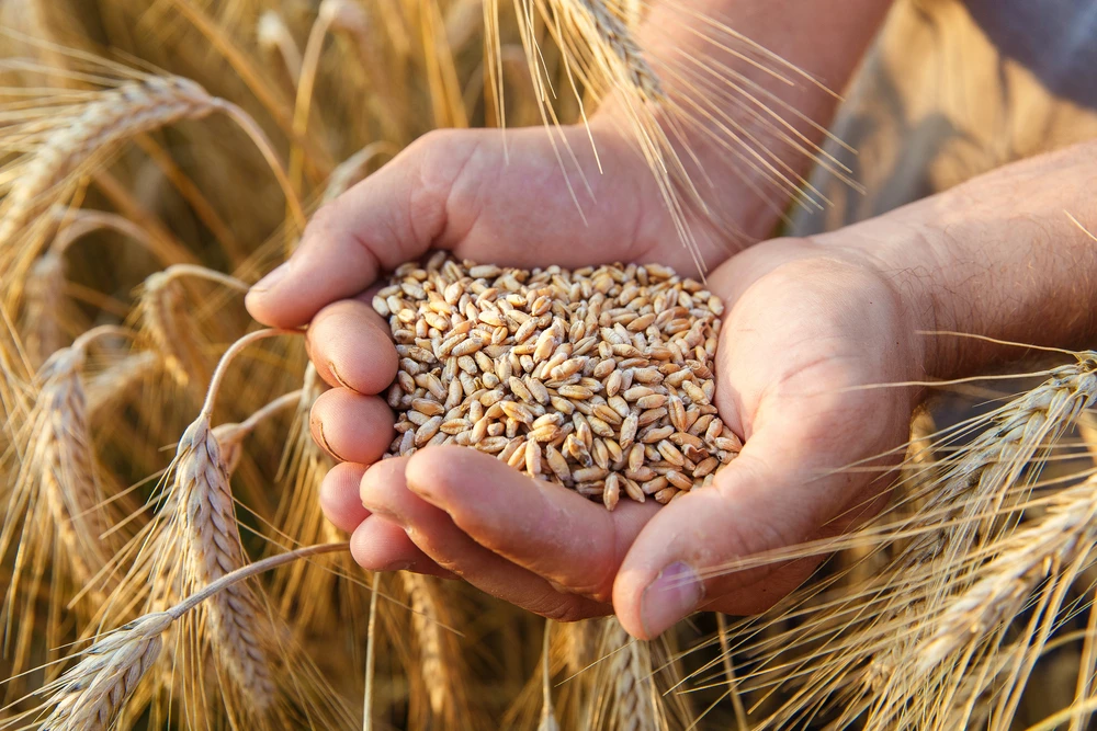 Giá lúa mì sẽ ổn định trong 2021-2022?