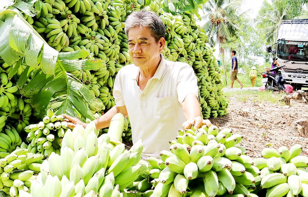 Cây chuối vùng đệm U Minh Thượng giúp nông dân tăng thu nhập