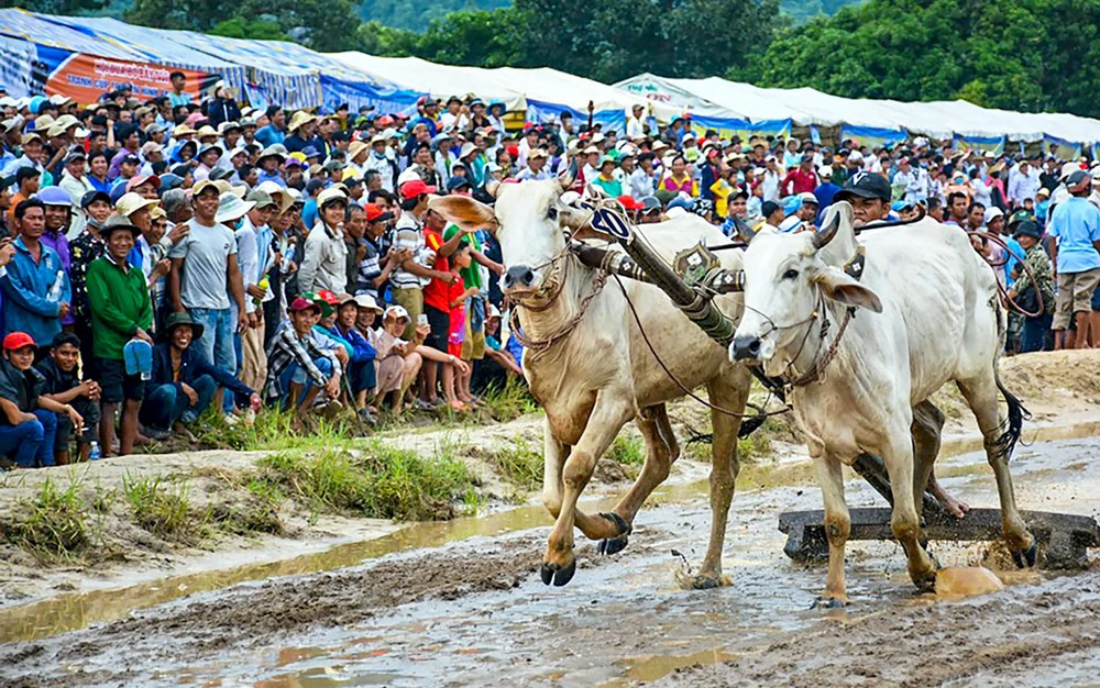 Đua bò Bảy Núi - lễ hội độc đáo và hấp dẫn ở An Giang.