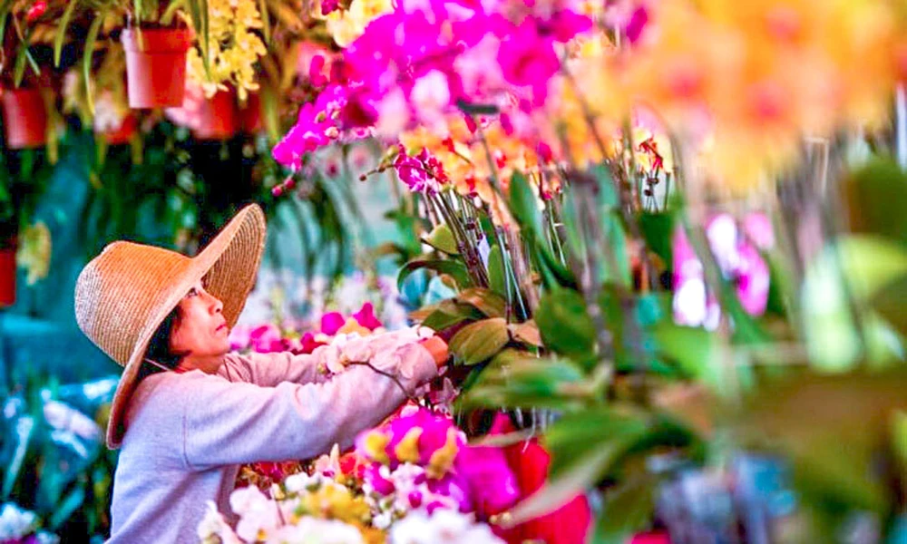 Một gian bán hoa lan ở chợ hoa tại thương xá Phước Lộc Thọ.