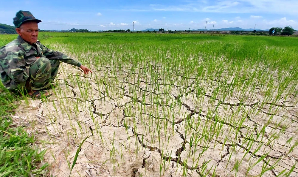 Ruộng lúa hè thu ở xã Hương Thủy (Hương Khê, Hà Tĩnh) bị khô nứt nẻ Ảnh: DƯƠNG QUANG