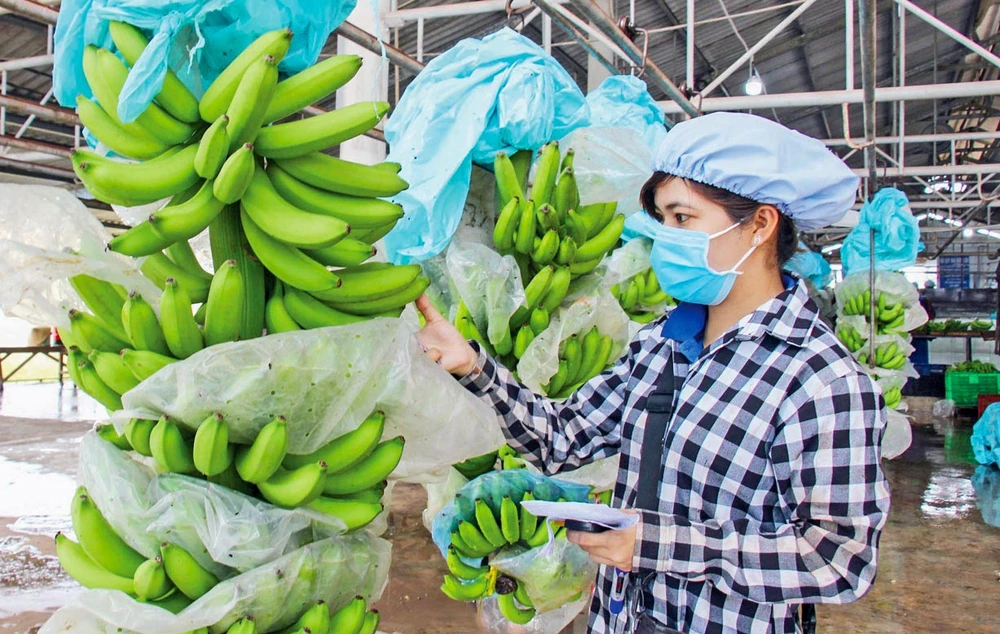 Nghị định thư kiểm dịch quả chuối tươi với Trung Quốc được ký kết, không chỉ giúp các nhà vườn, doanh nghiệp xuất khẩu Việt Nam nắm bắt quy định rõ ràng minh bạch hơn.