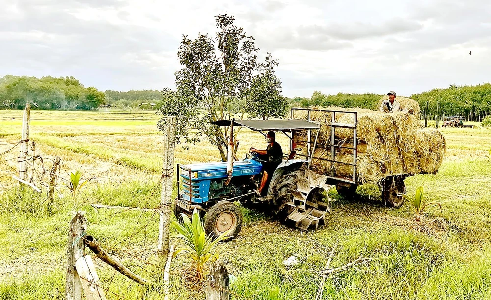 Sản xuất lúa ở xã An Nhơn Tây, huyện Củ Chi, TPHCM Ảnh: HOÀNG HÙNG