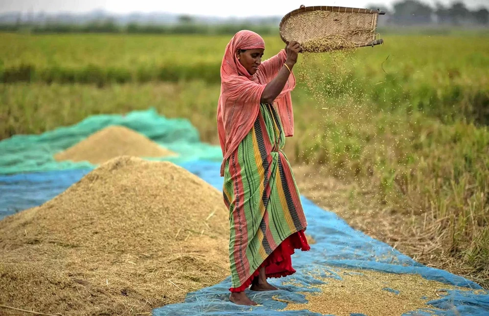 Thị trường gạo 'dậy sóng' khi Ấn Độ cấm xuất khẩu 