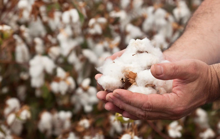 Giá cotton khó tăng khi thị trường dệt may yếu 
