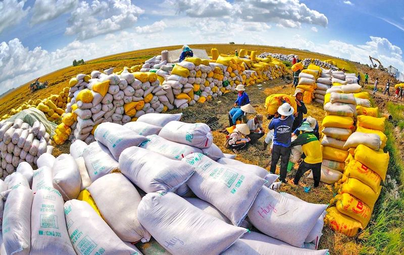 Chỉ trong 10 tháng của năm 2023 xuất khẩu gạo của Việt Nam lập kỷ lục 4 tỷ USD.