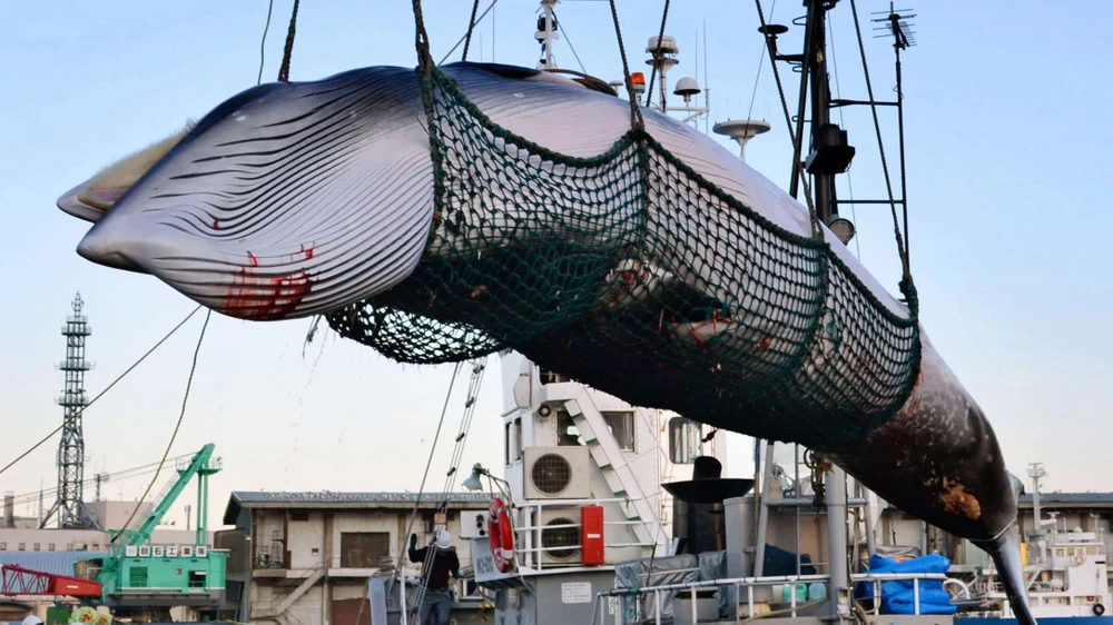 Nhật Bản đe doạ rút khỏi IWC sau khi tổ chức này phủ quyết đề xuất nối lại hoạt động săn bắt cá voi. Ảnh: Kyodo